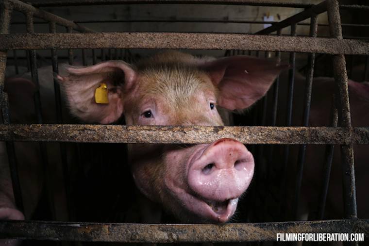 confined pig
