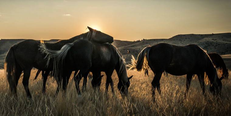 rescued wild horses