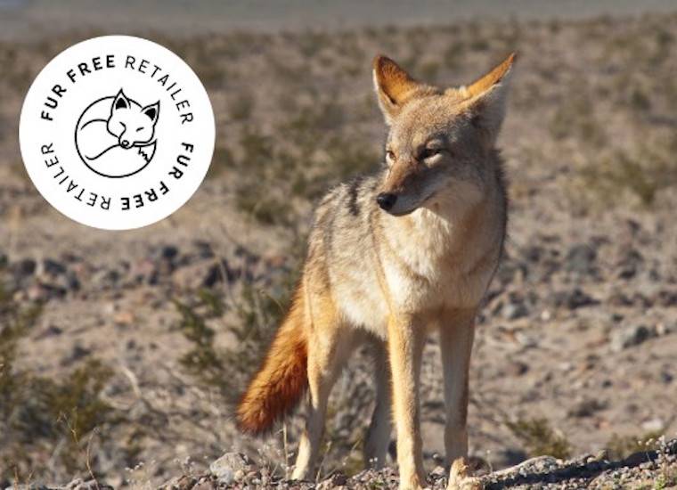 coyote