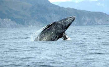 Makah whaling