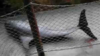 Seaworld dolphin