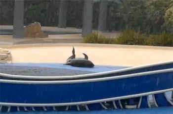 Seaworld dolphin