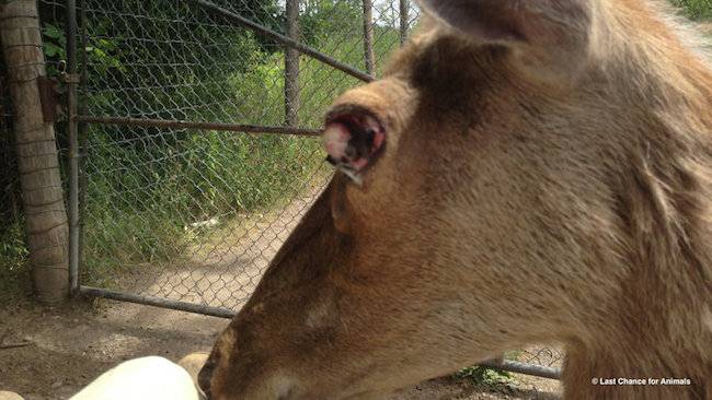 deer infected eye