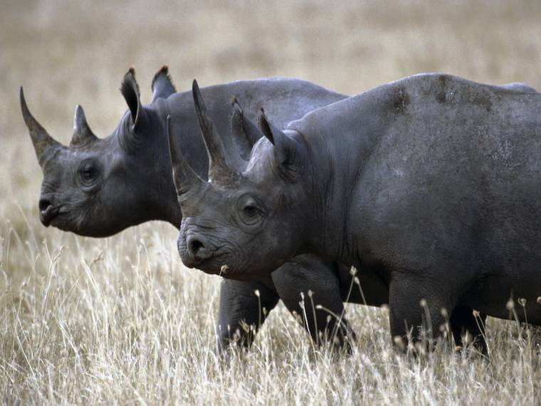 black rhinos