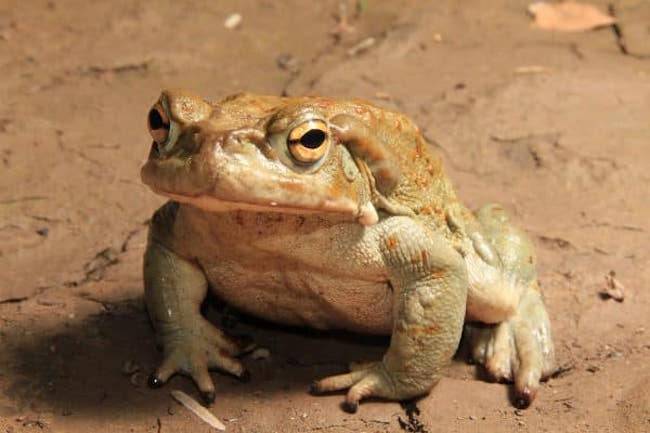 frog