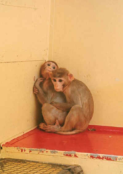 monkeys in labs