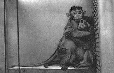 monkeys in labs