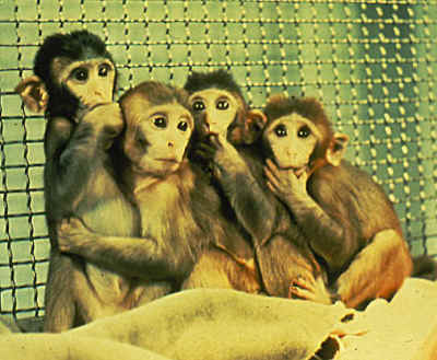 monkeys in labs