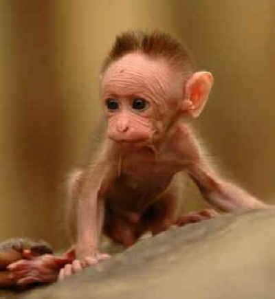 maternal deprivation baby monkey