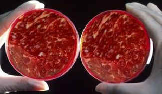faux meat replacement Catskill