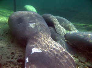 manatee twins Phyllis