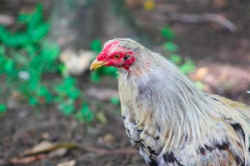 Sharkey rooster rehabilitation VINE sanctuary