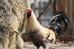 Sharkey rooster rehabilitation VINE sanctuary