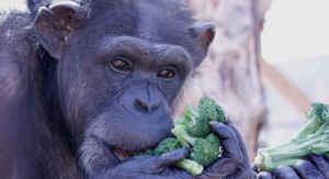 Merck chimp drug test