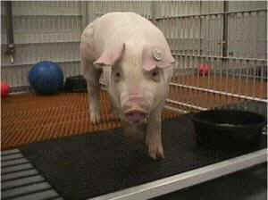 military experiments animals