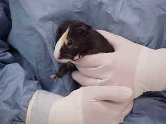 military experiments animals