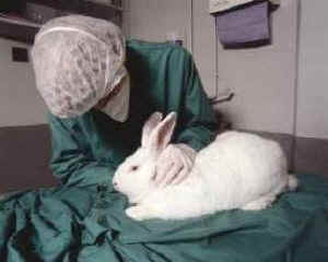 military experiments animals