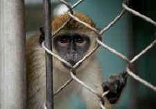 monkey vivisection Sochi