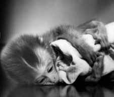 monkey baby maternal deprivation