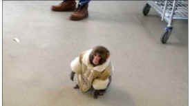Ikea monkey exotic pet