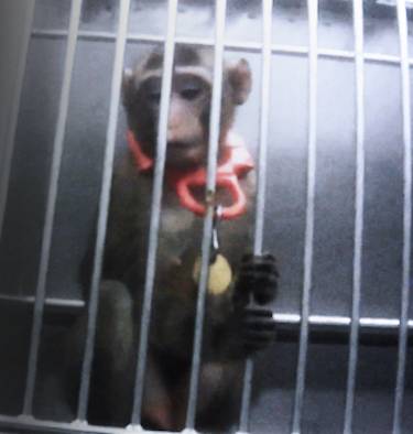 caged macaque