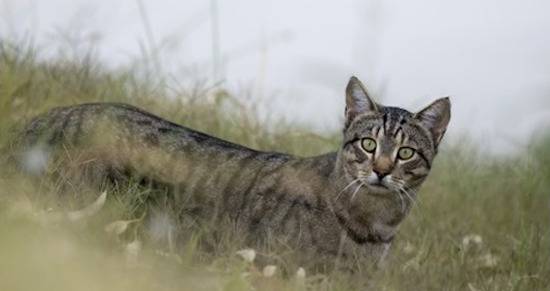 african wild cat