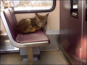coyote on train