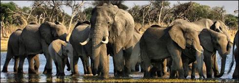 botswana elephants