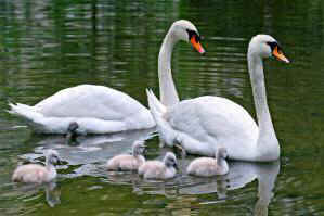 mute swans cull