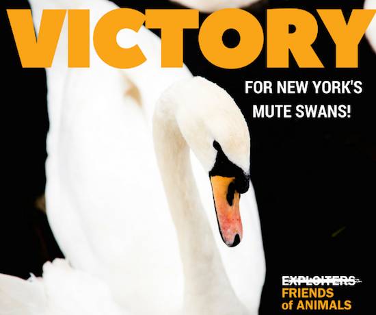 mute swans