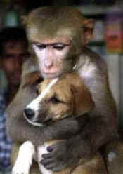 monkey with dog