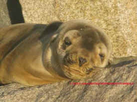 seal pup California Wallerstein