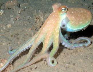 octopus