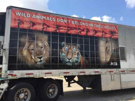 circus animals