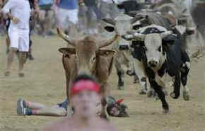 running of bulls Virginia