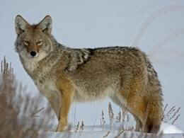 coyote wolf killing derby