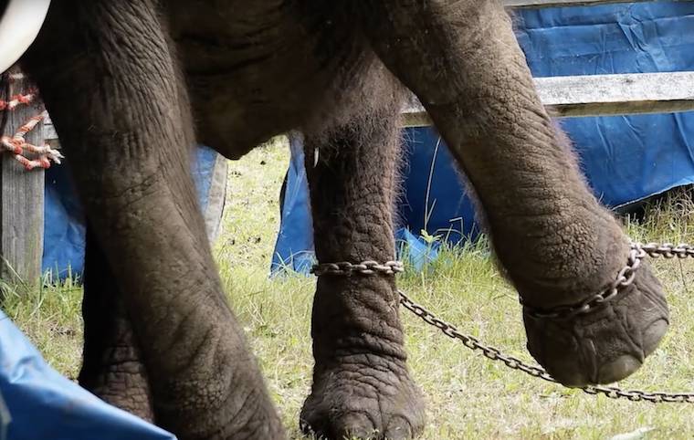 Elephant Nosey chained