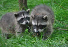 wildlife raccoons