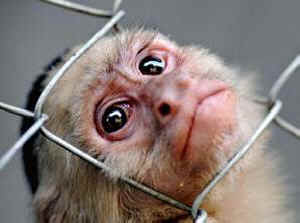 caged monkey