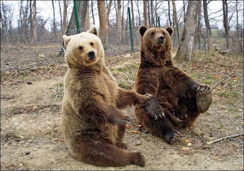 LiBearty Bear Sanctuary