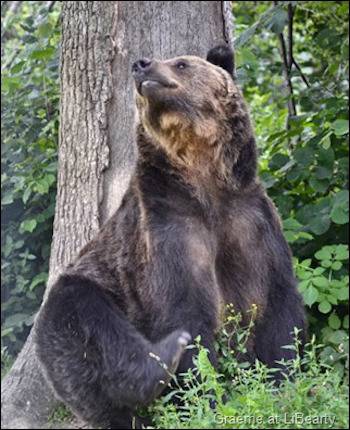 LiBearty Bear Sanctuary 