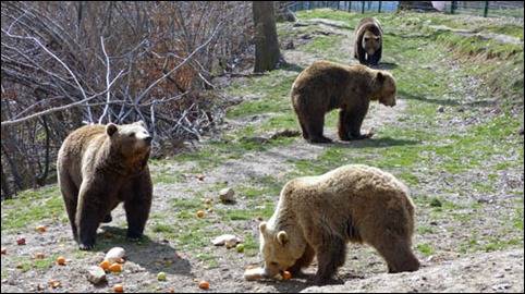 LiBearty Bear Sanctuary 
