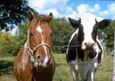 horse, horse meat, hamburger, cheval