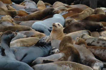 not endangered seals