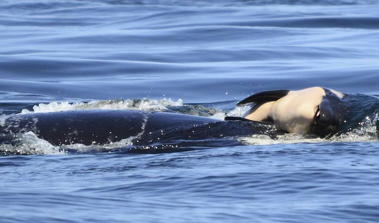 Orca and calf