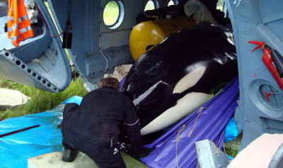 Russia orcas