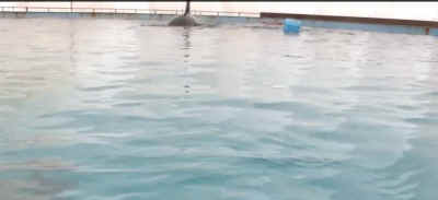 Russia orcas
