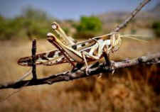 grasshopper sentience