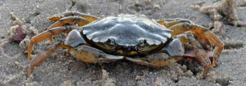 crustacean sentience