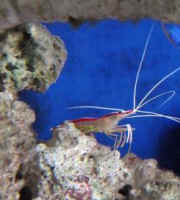 prawn antennae